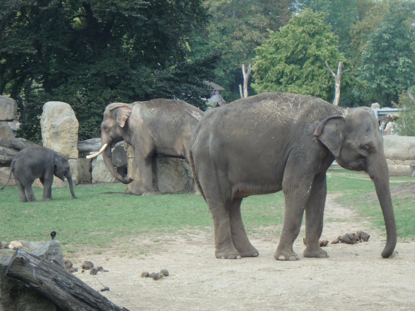 Asian elephants