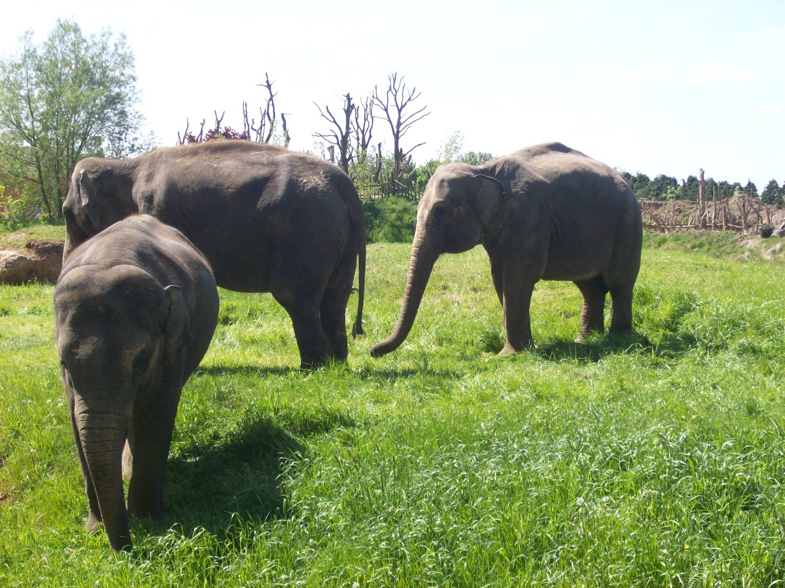 asian elephants
