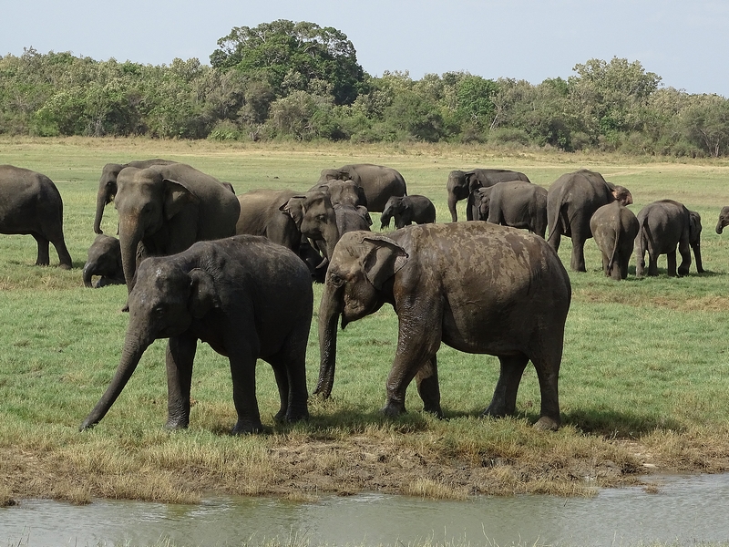 Asian elephants
