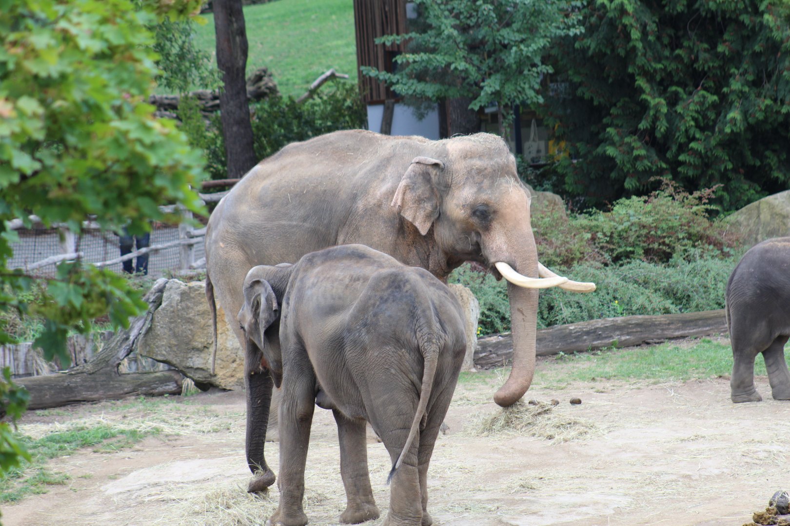 Asian Elephants