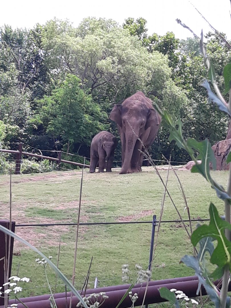 Asian elephants