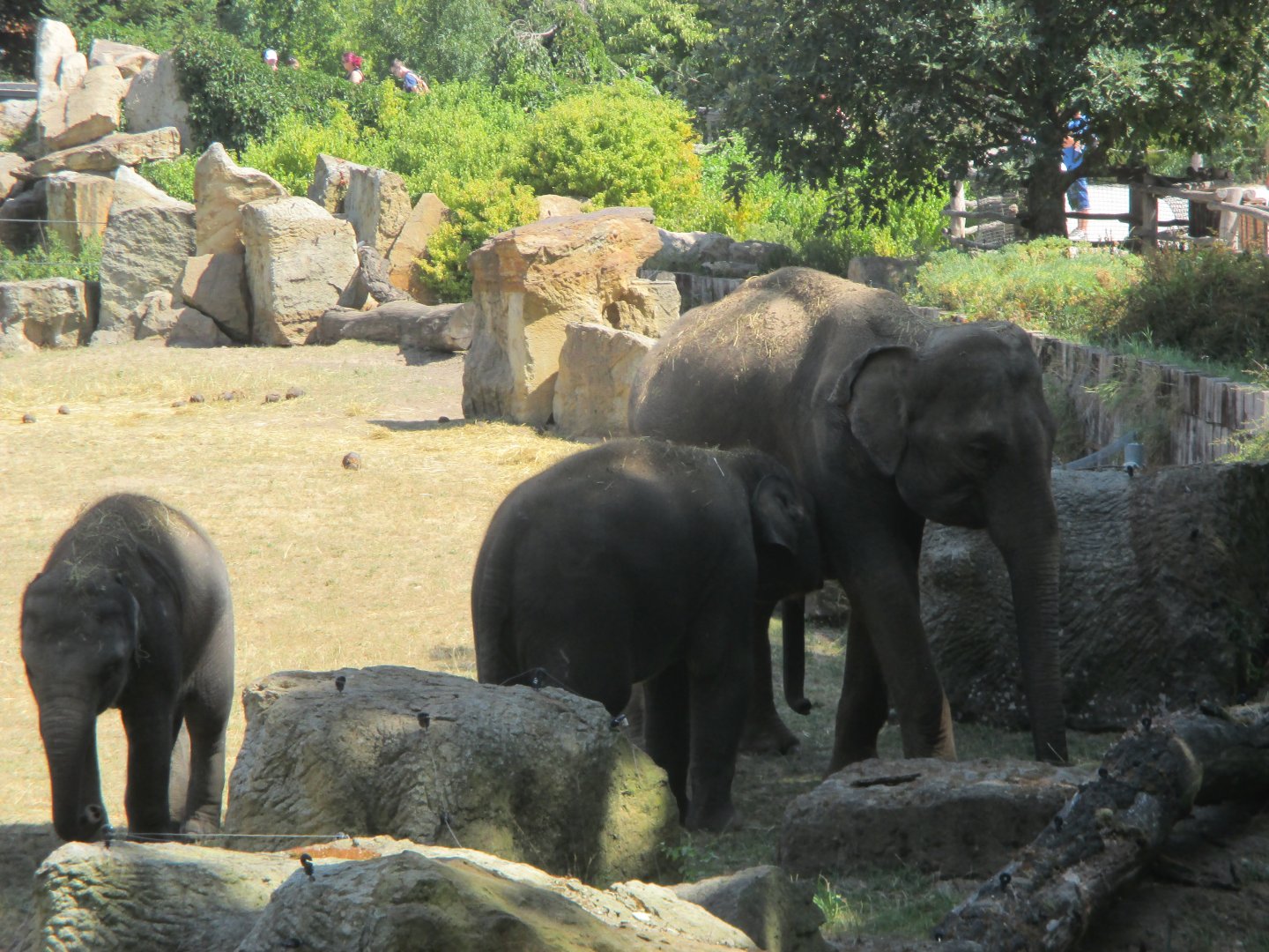 Asian elephants