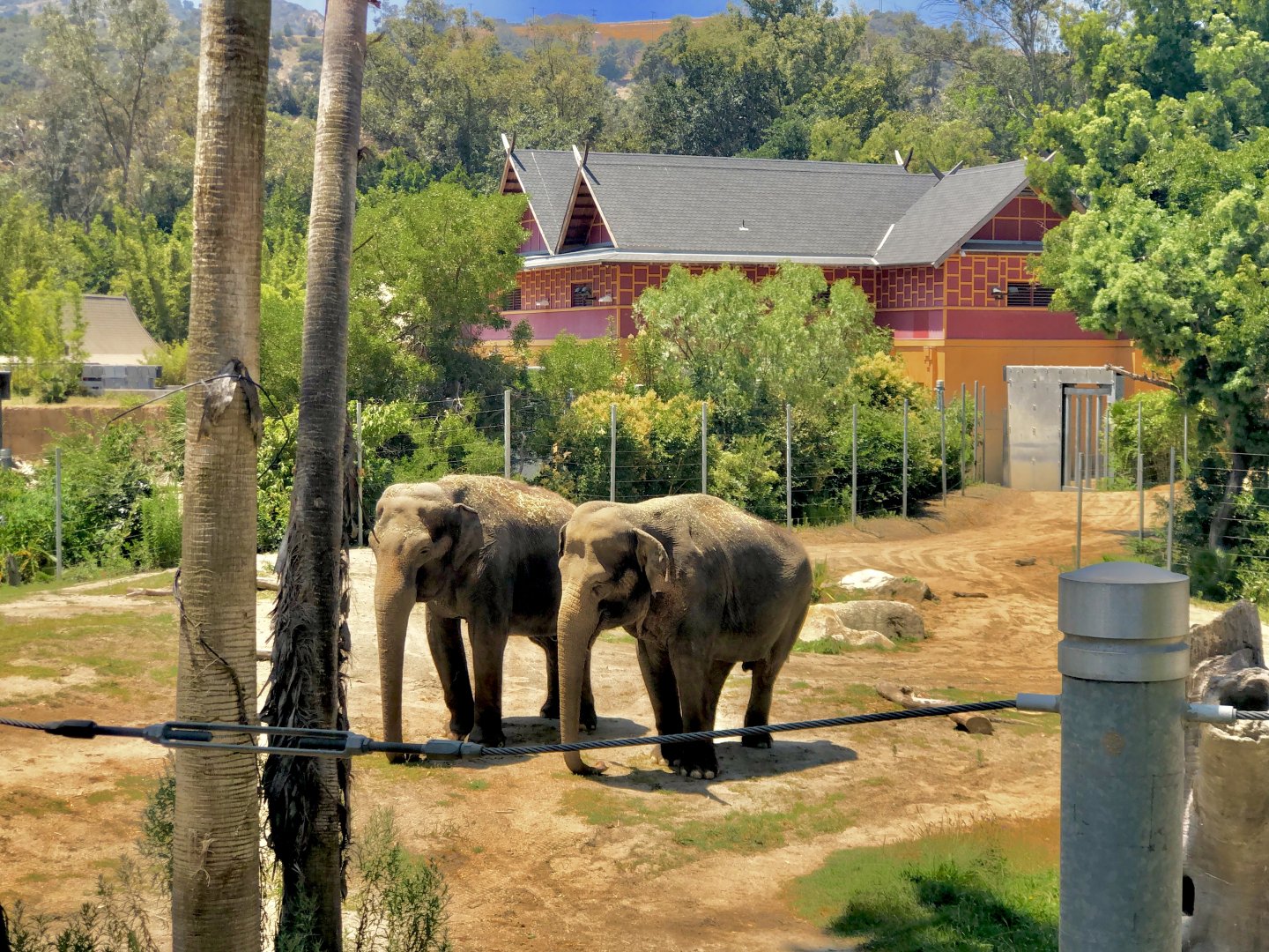 Asian Elephants