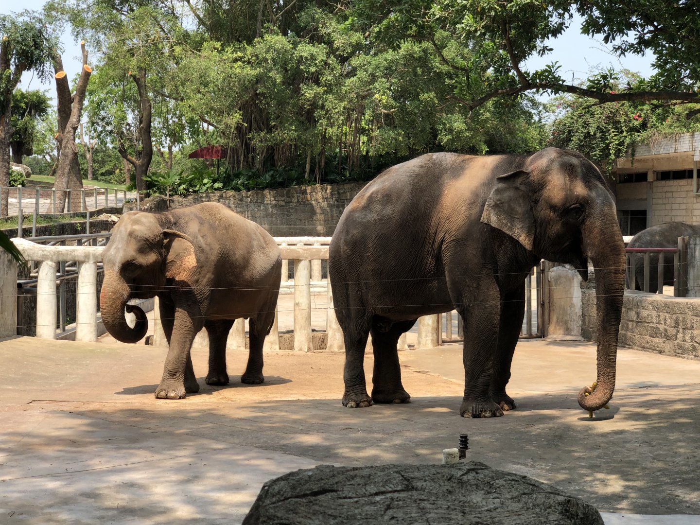 Asian Elephants