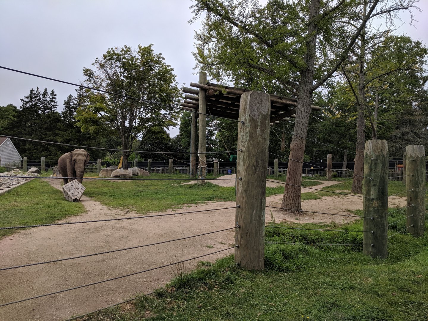 Asian Elephants