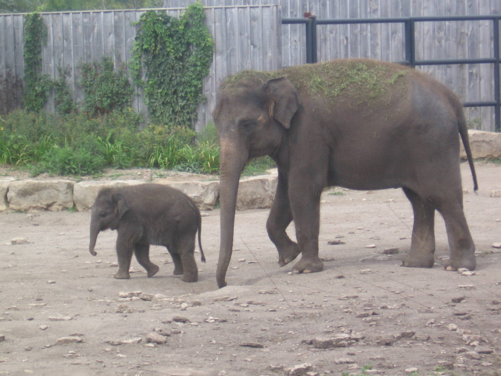 Asian Elephants