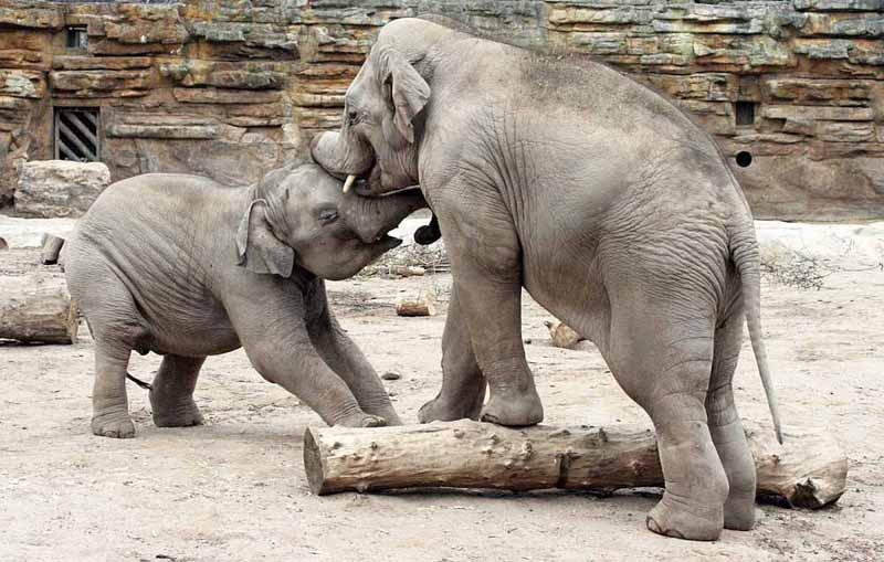 Asian elephants