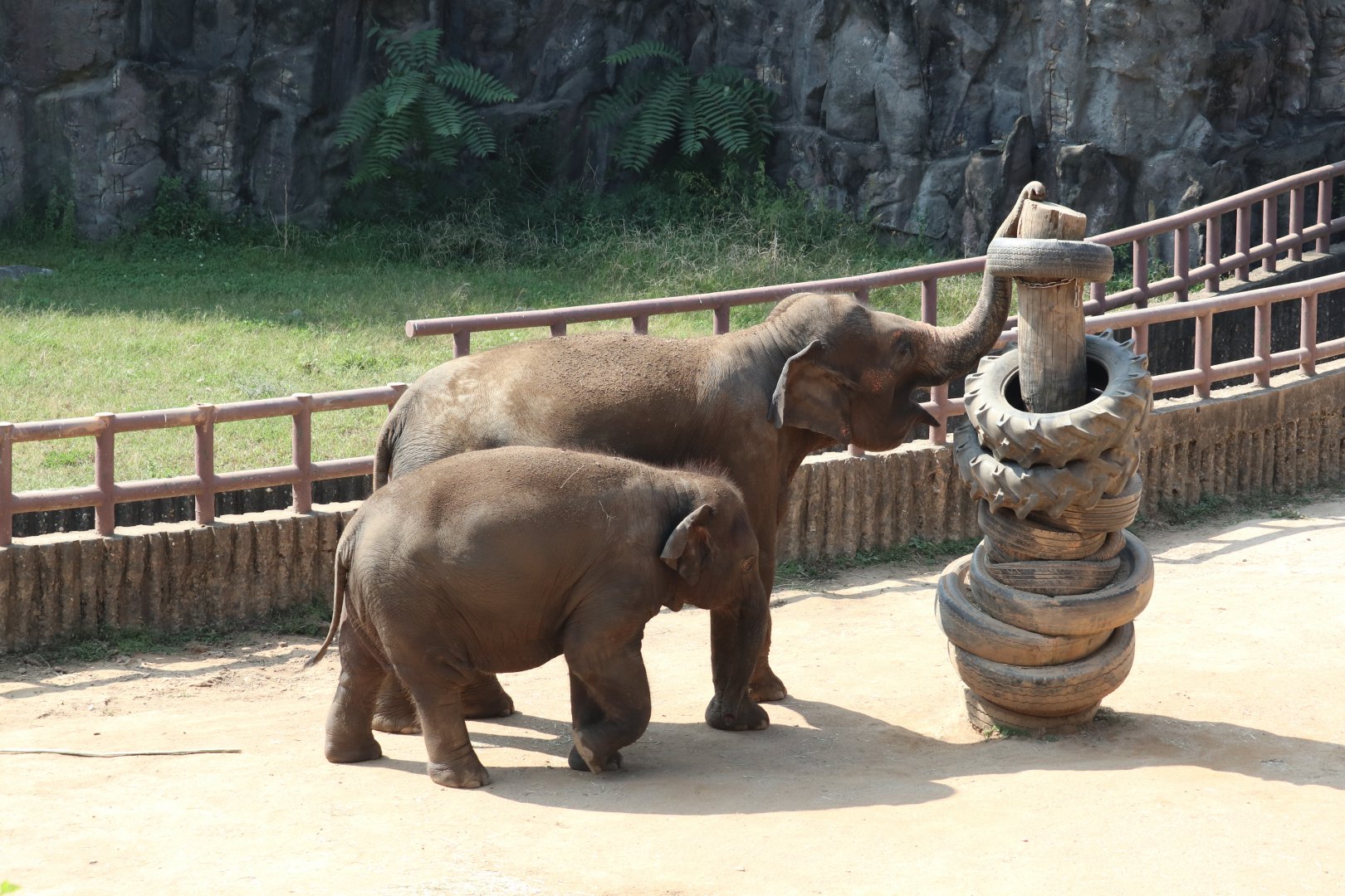 Asian Elephants