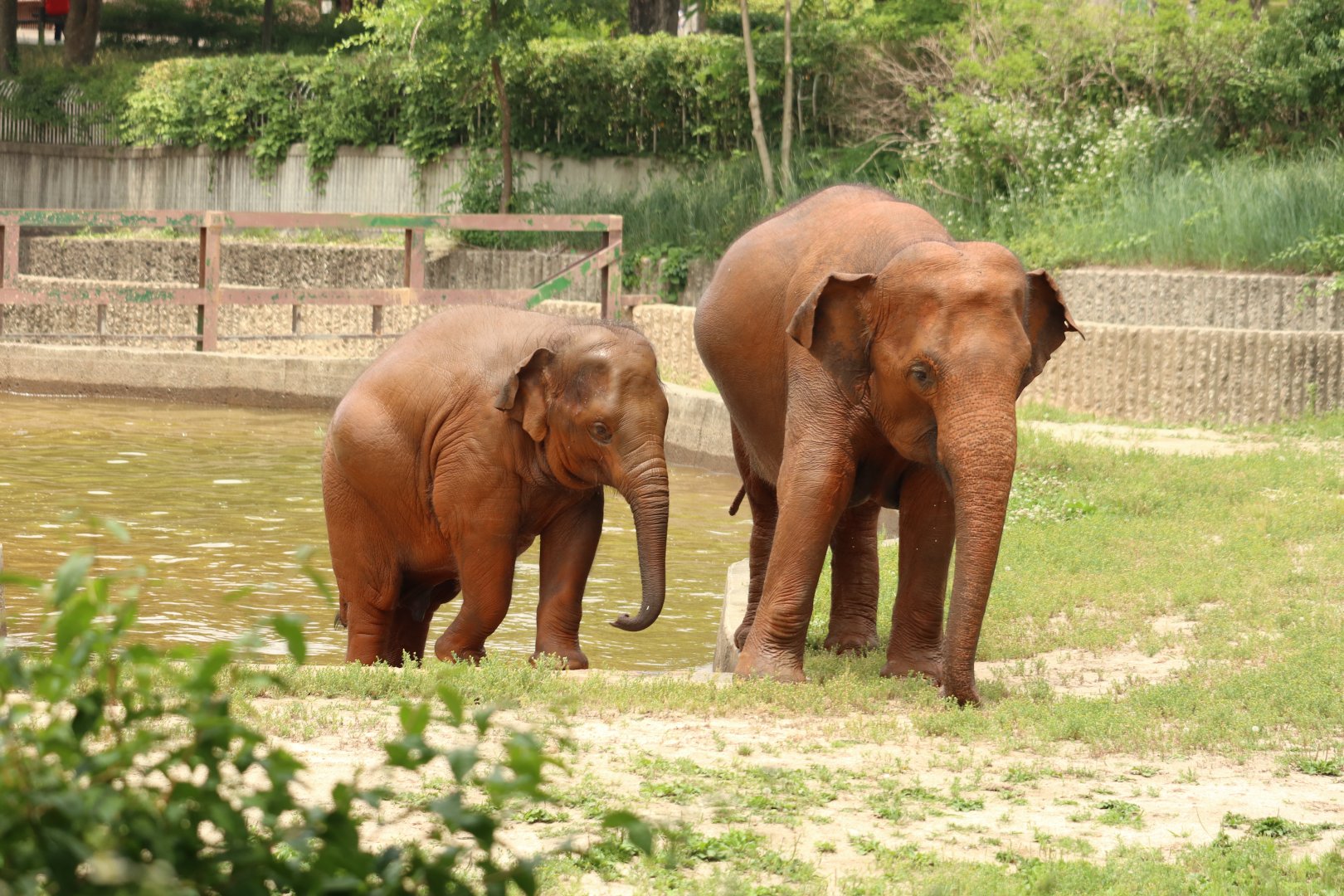 Asian Elephants