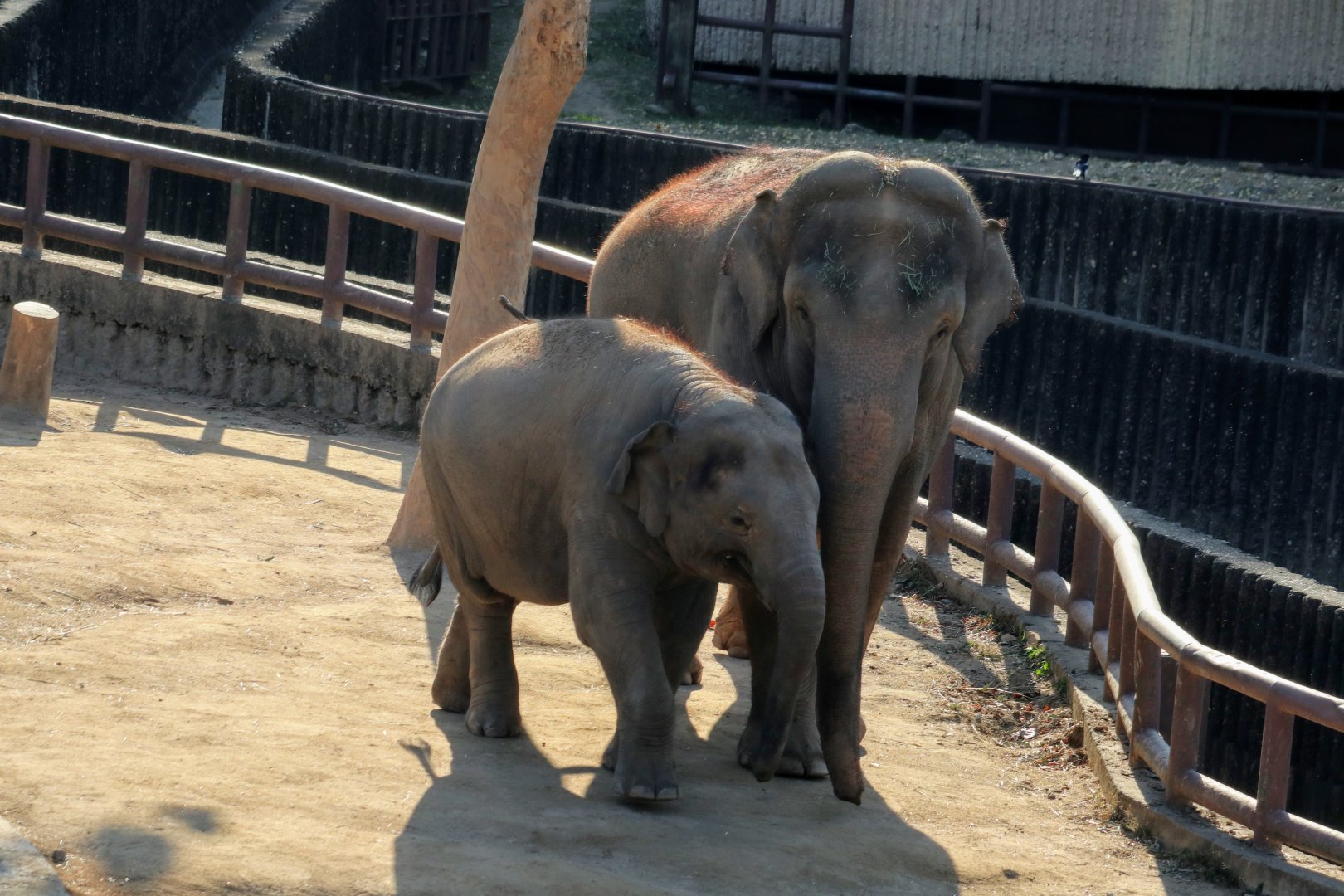 Asian Elephants