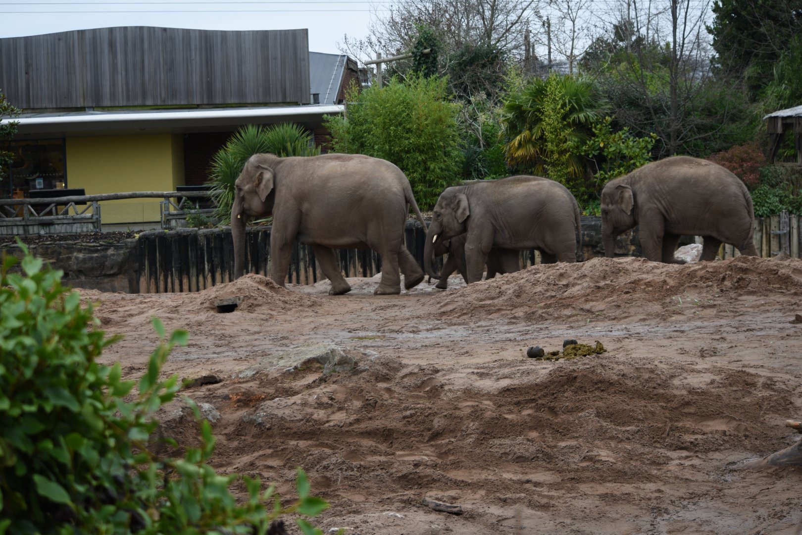 Asian elephants