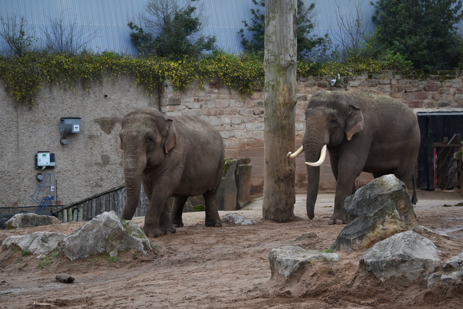 Asian elephants
