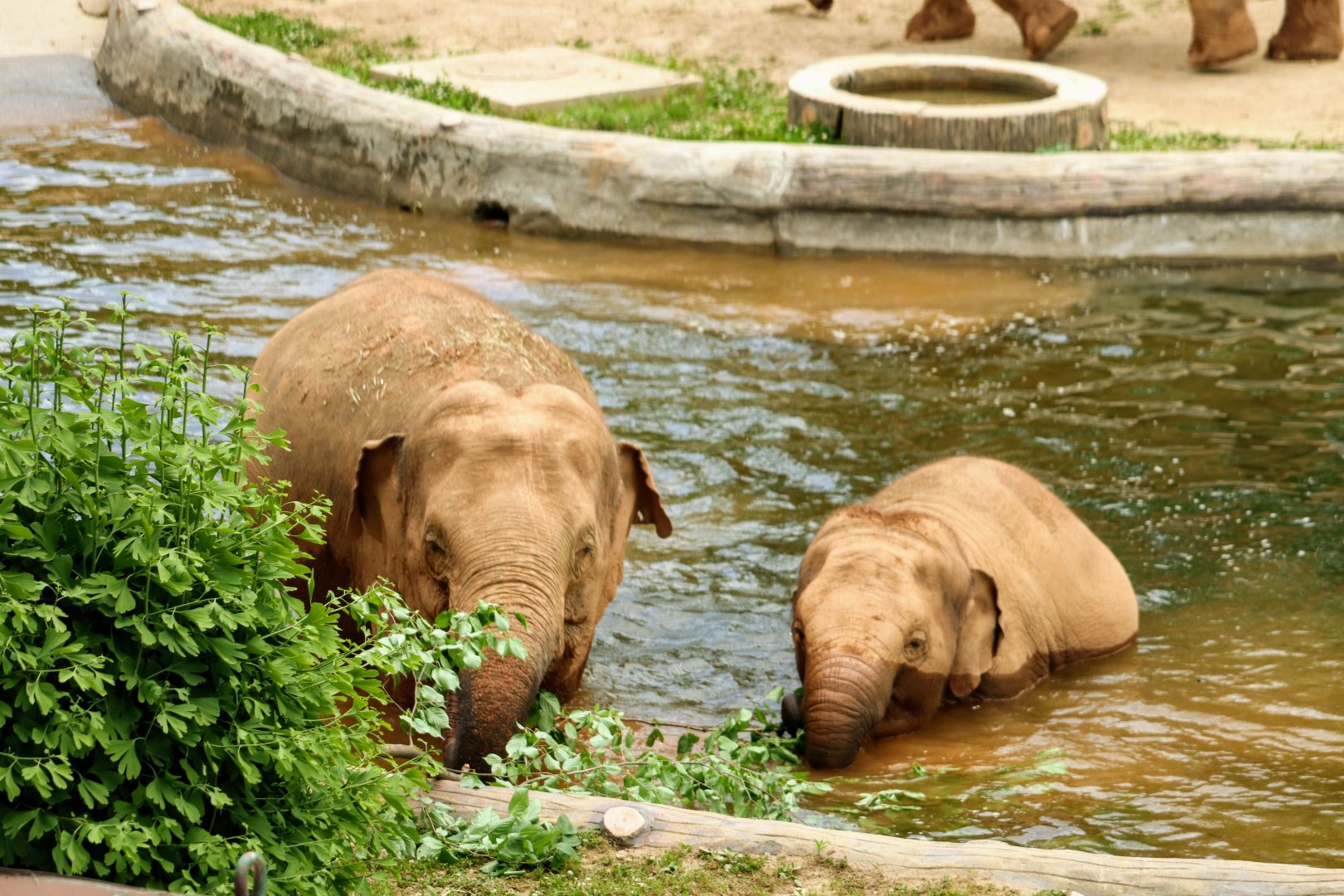 Asian Elephants