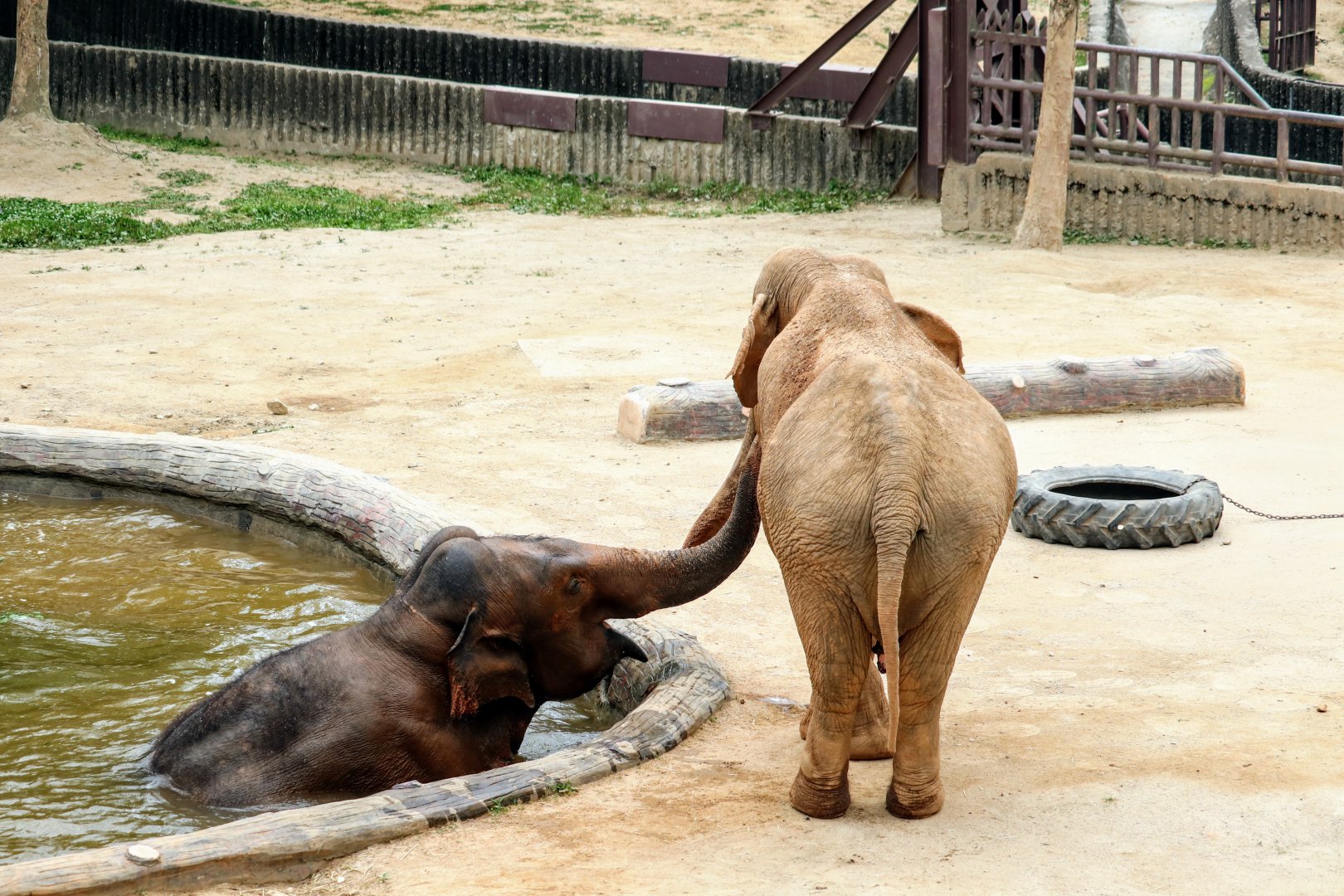 Asian Elephants