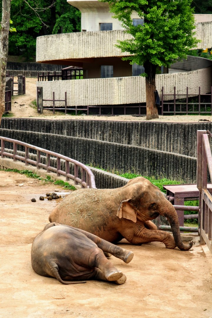 Asian Elephants