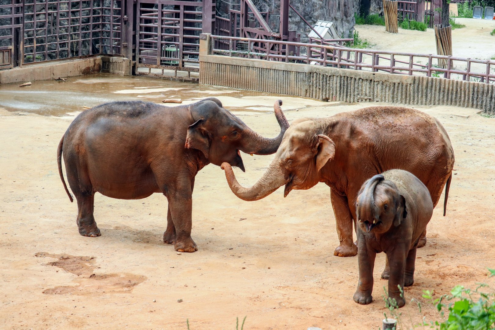 Asian Elephants