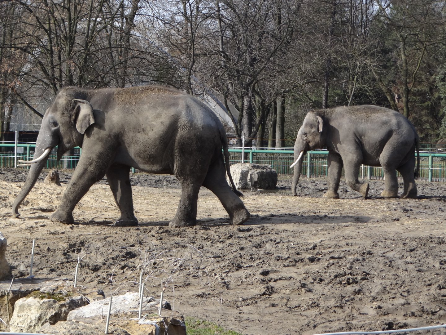 Asian Elephants