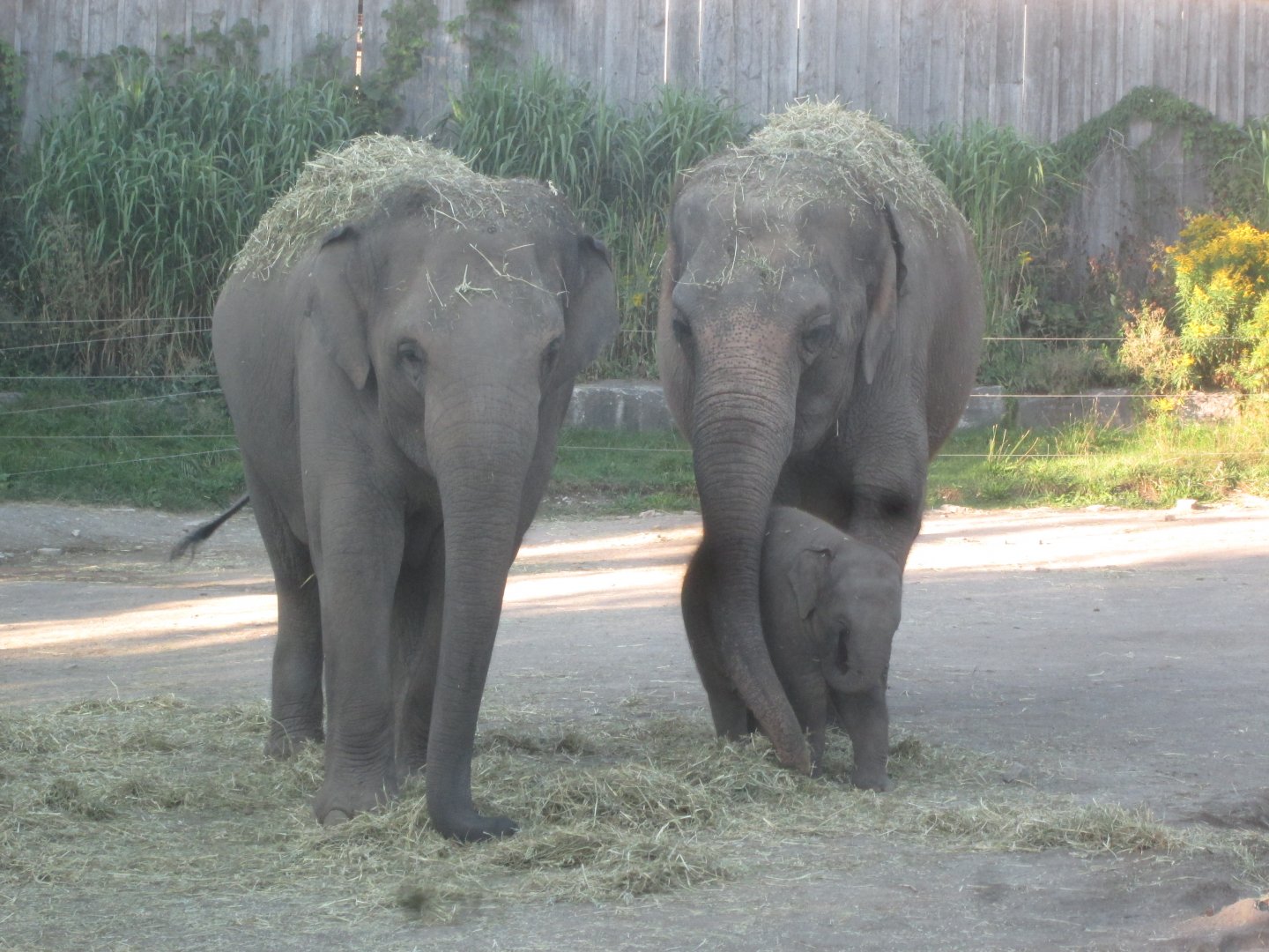 Asian Elephants.