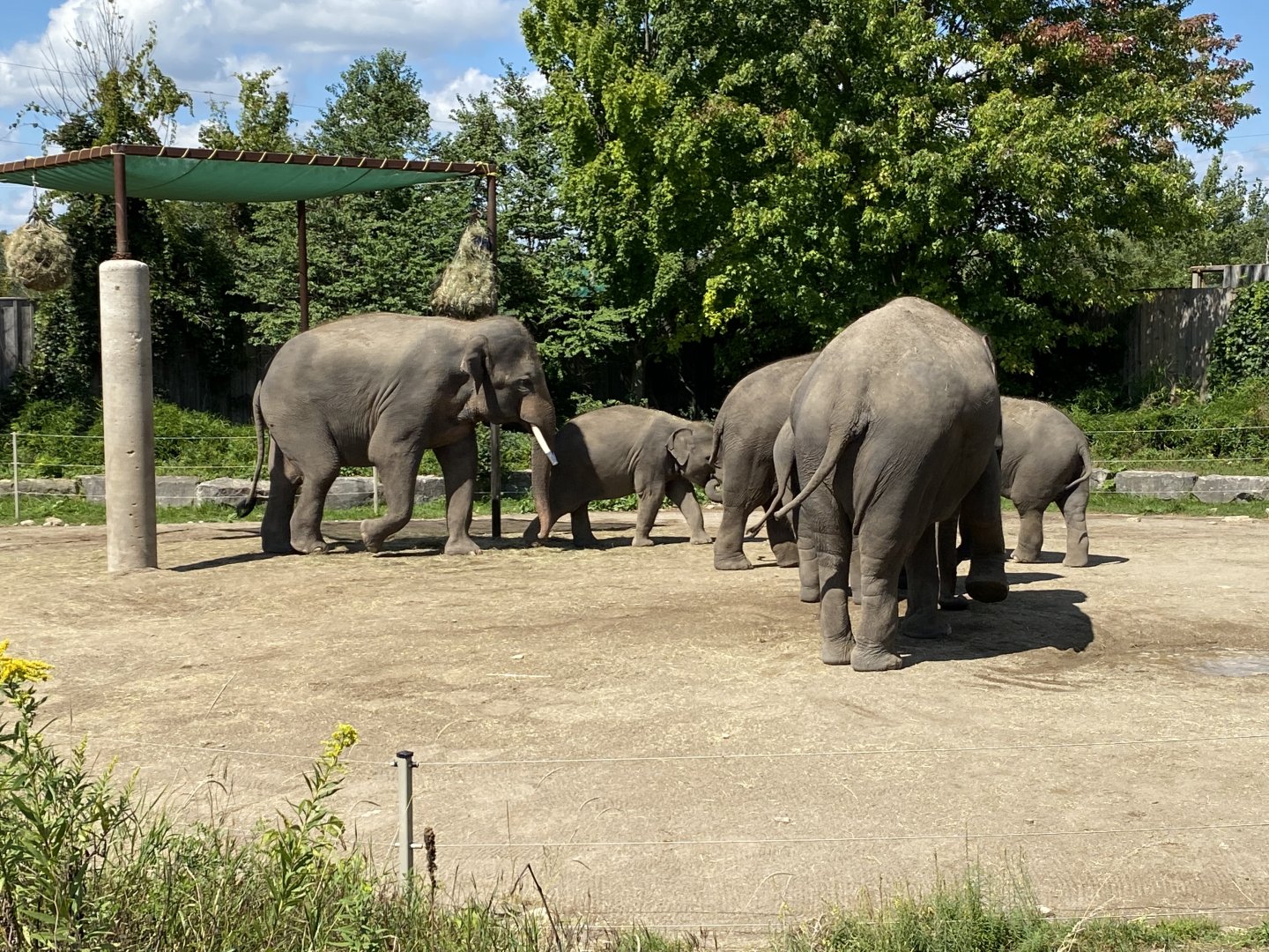 Asian Elephants