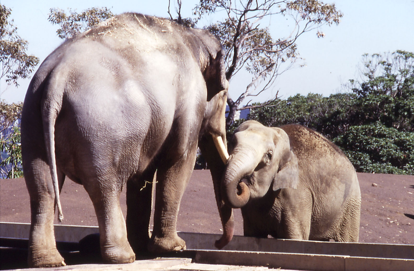 Asian Elephants