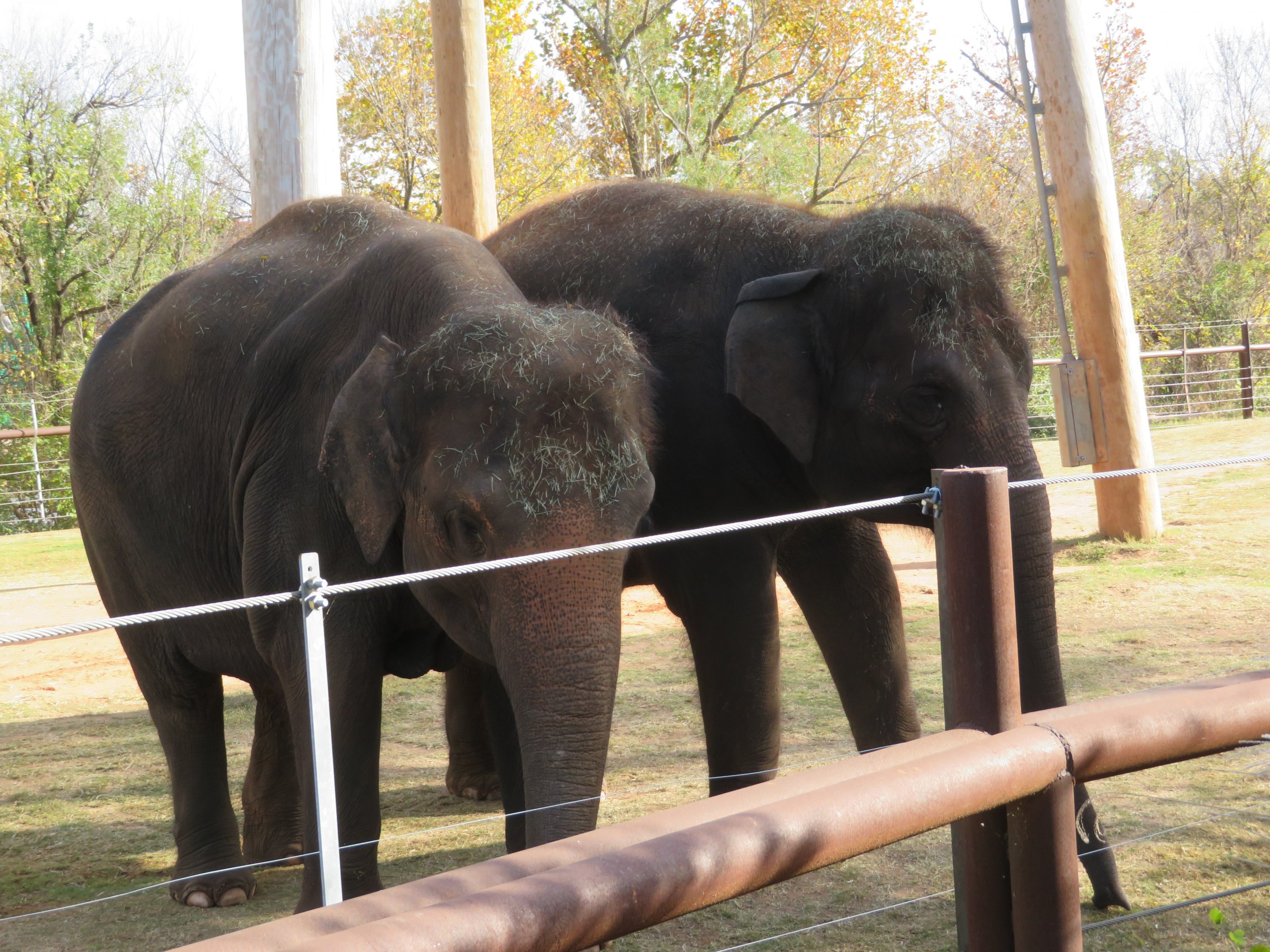 Asian Elephants
