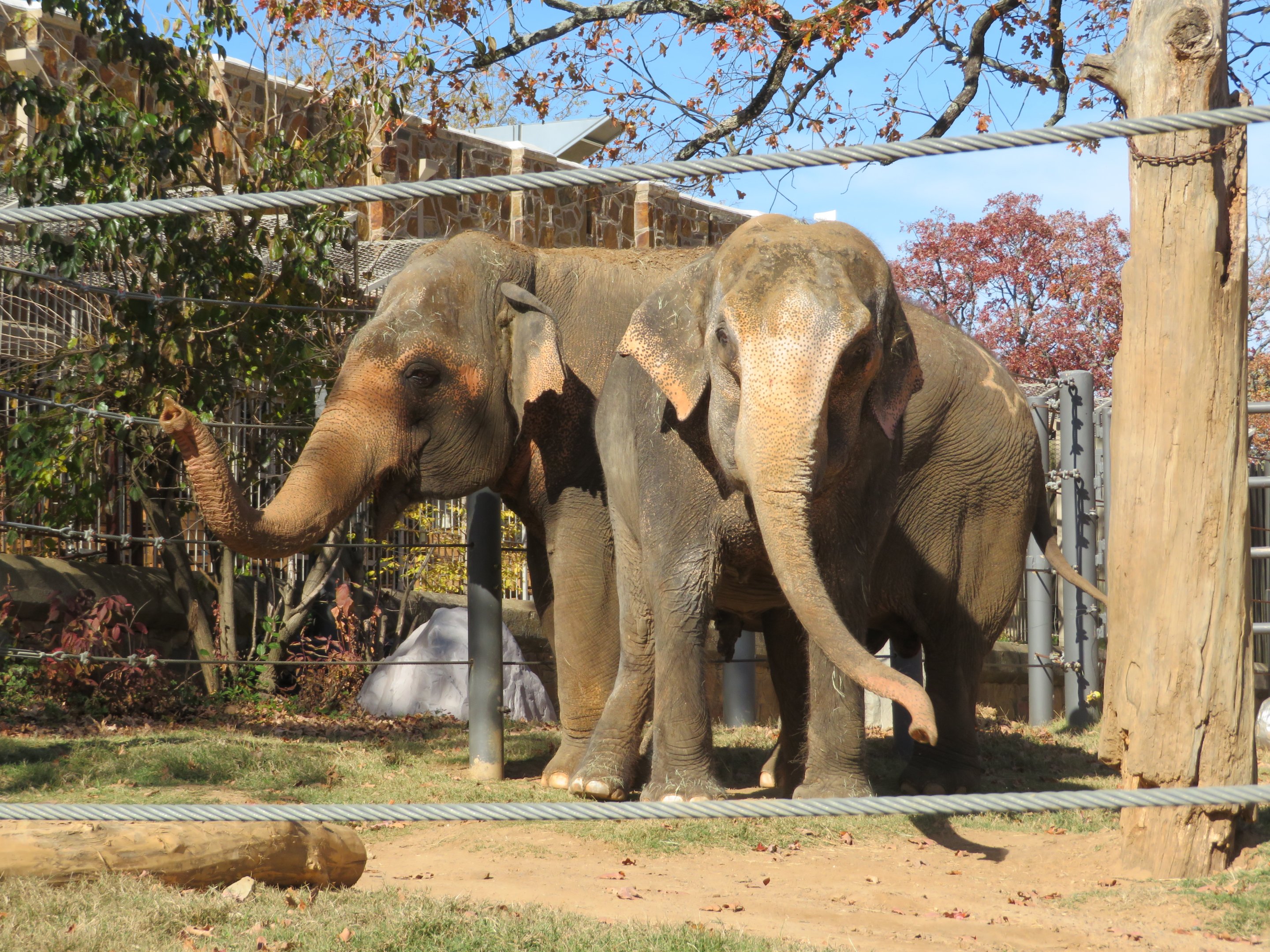 Asian Elephants