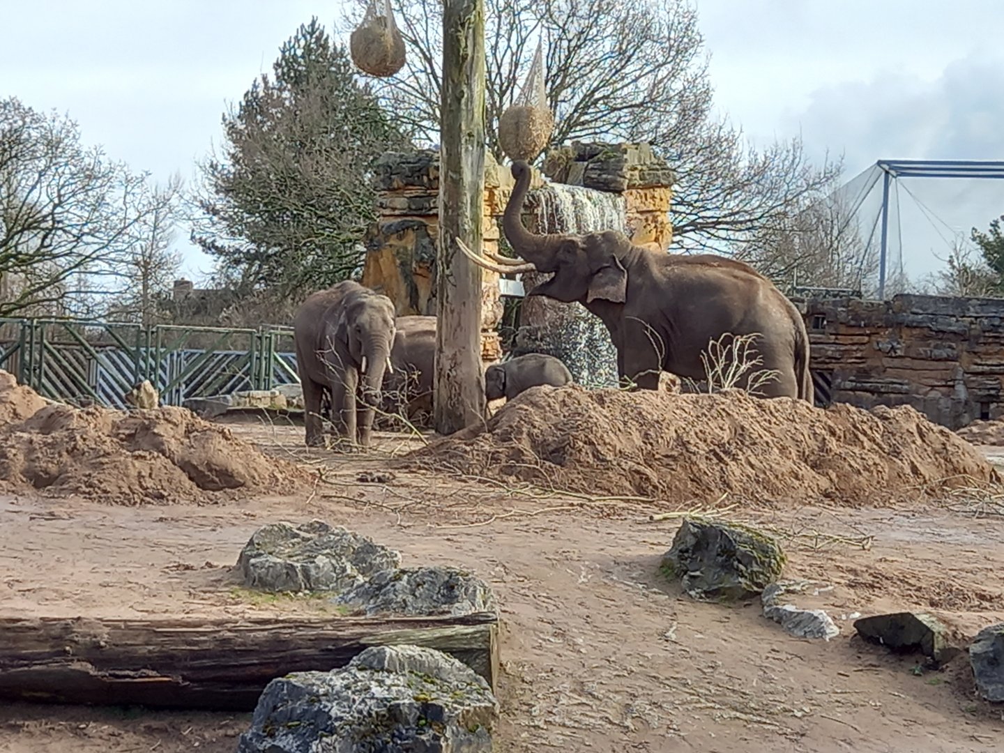 Asian Elephants