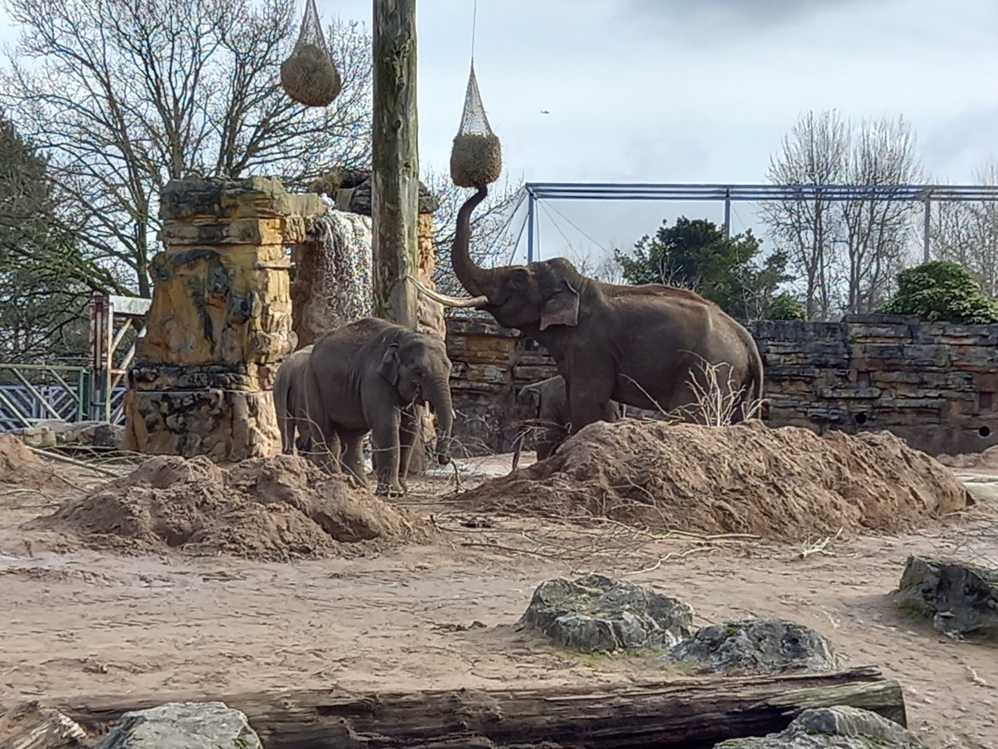 Asian Elephants