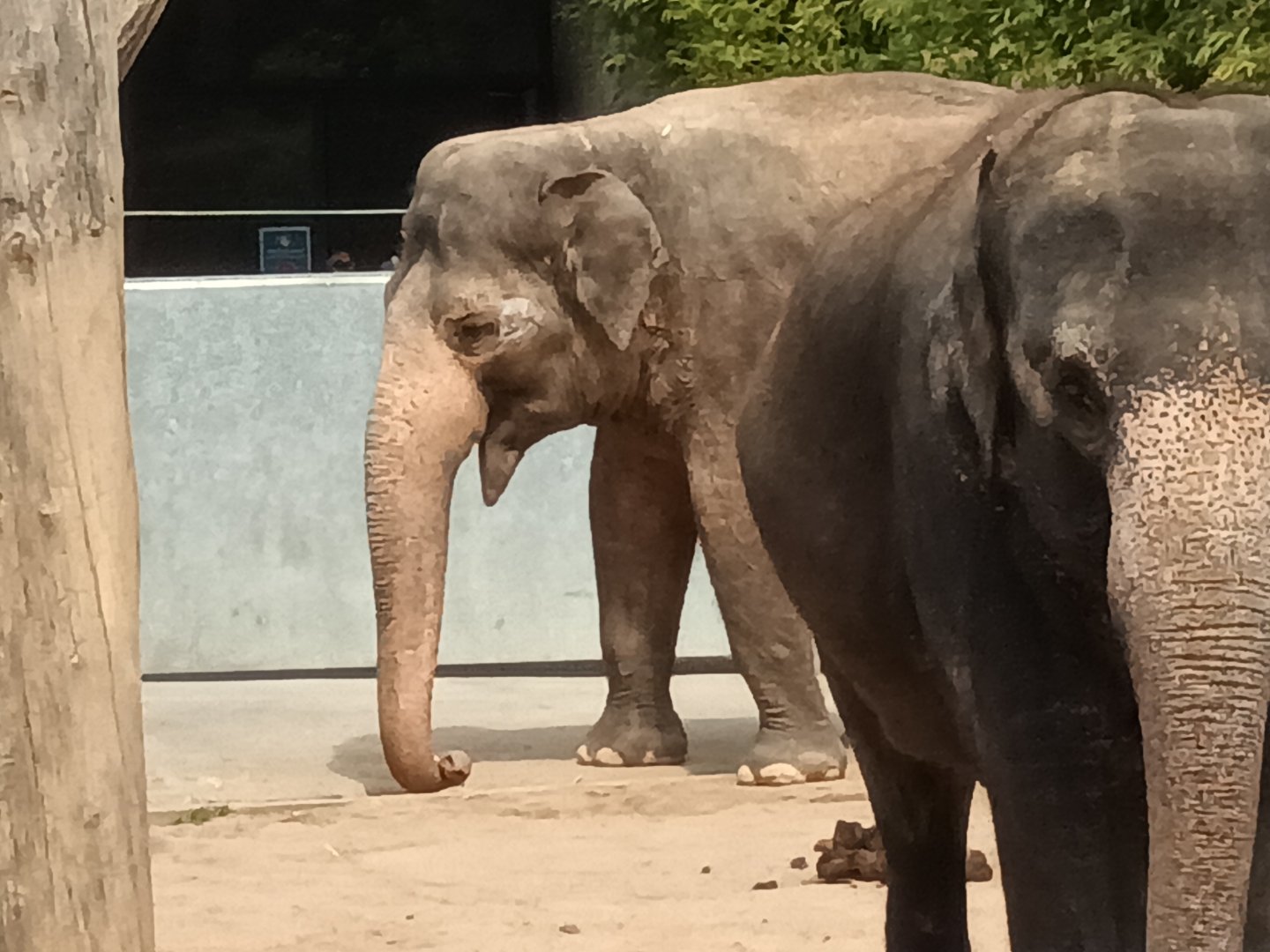 Asian Elephants