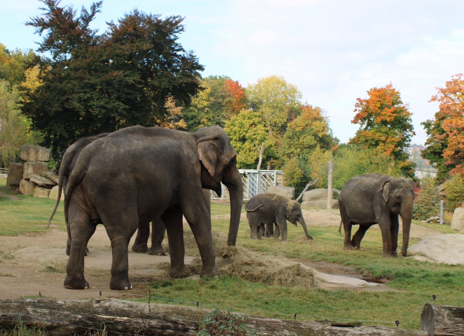 Asian elephants