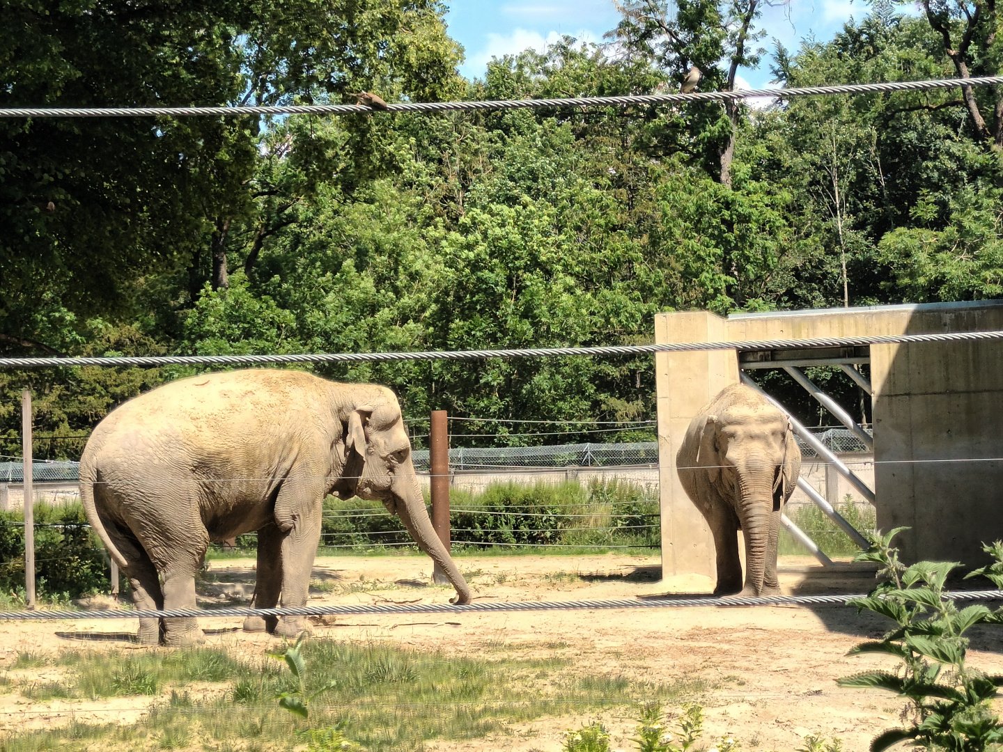 Asian Elephants