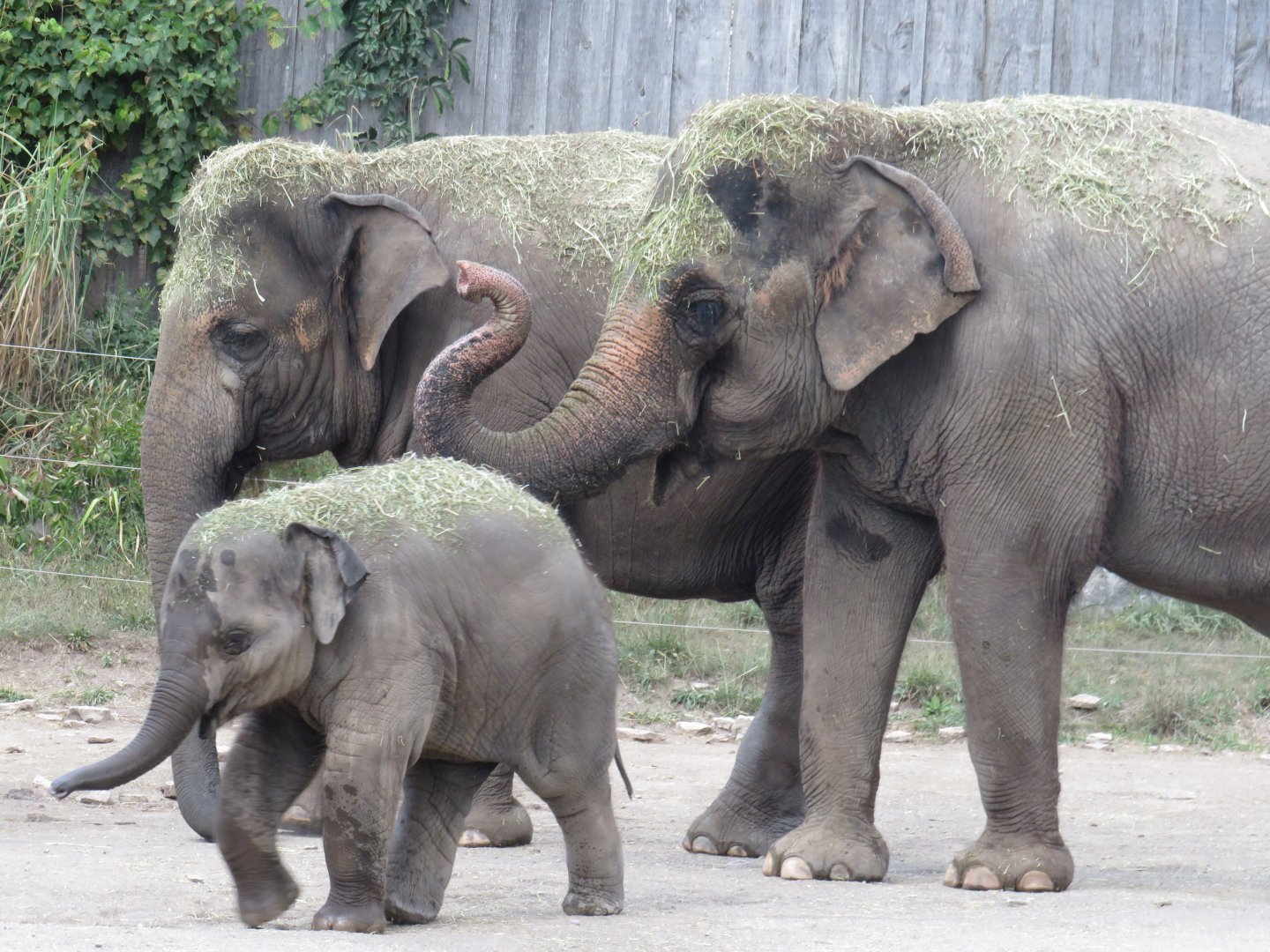 Asian elephants