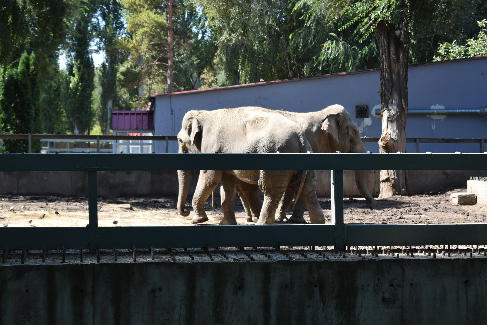 Asian elephants