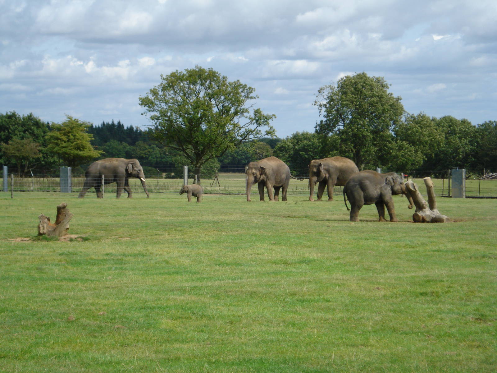 Asian Elephants