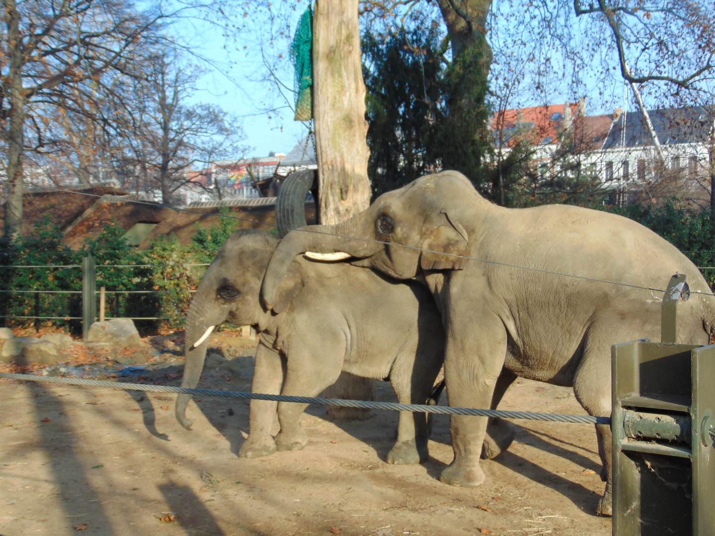 Asian Elephants