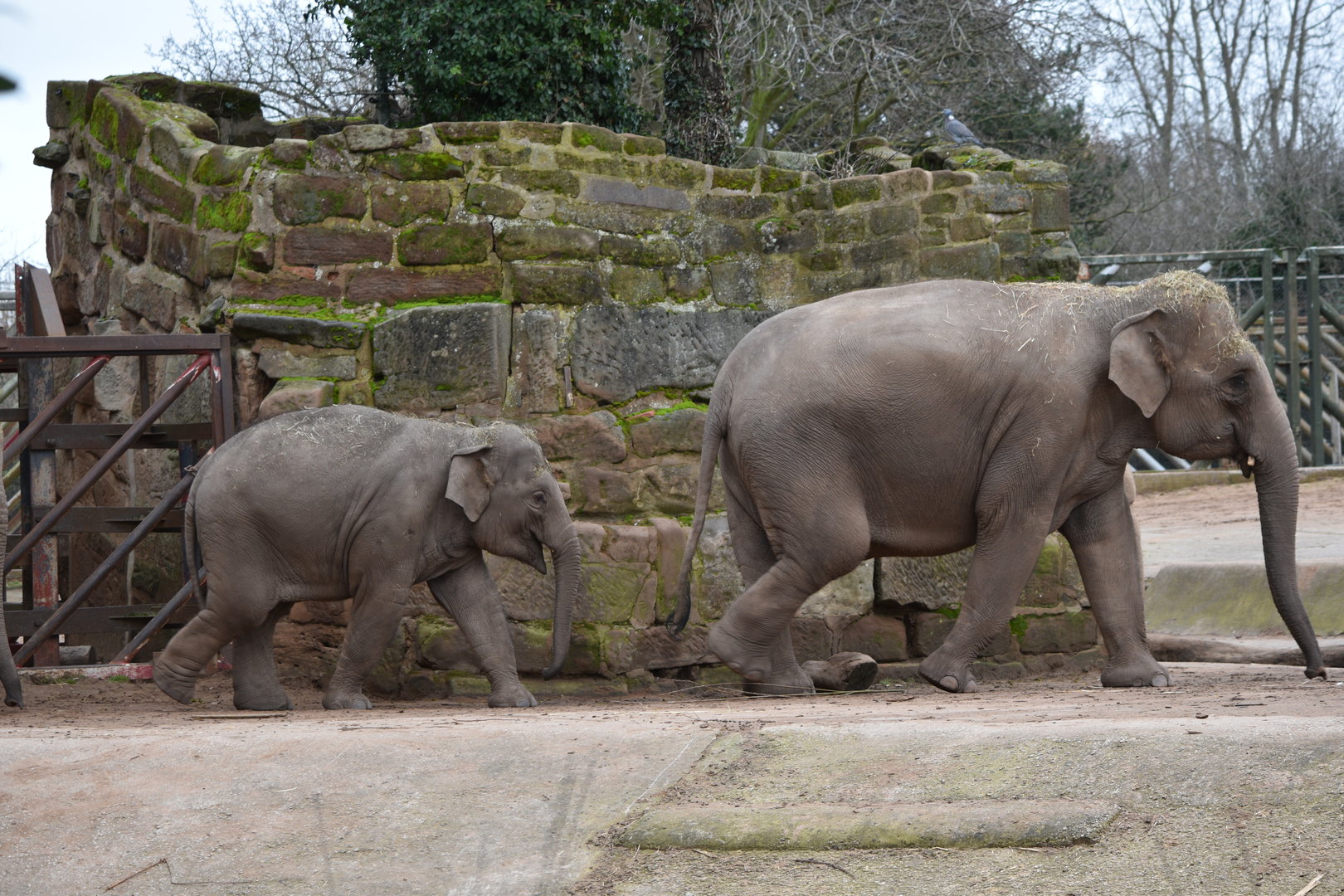 Asian elephants