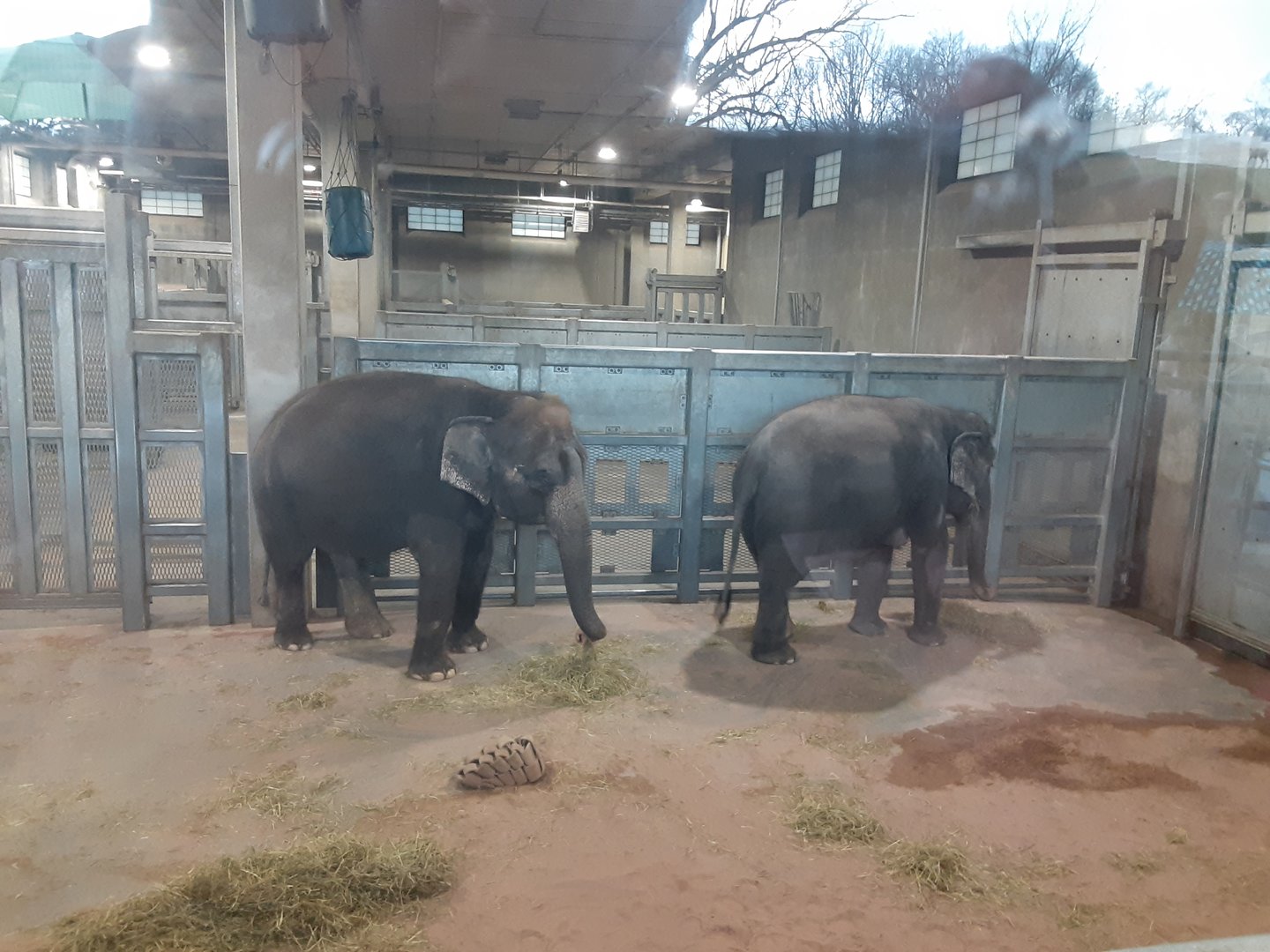Asian Elephants