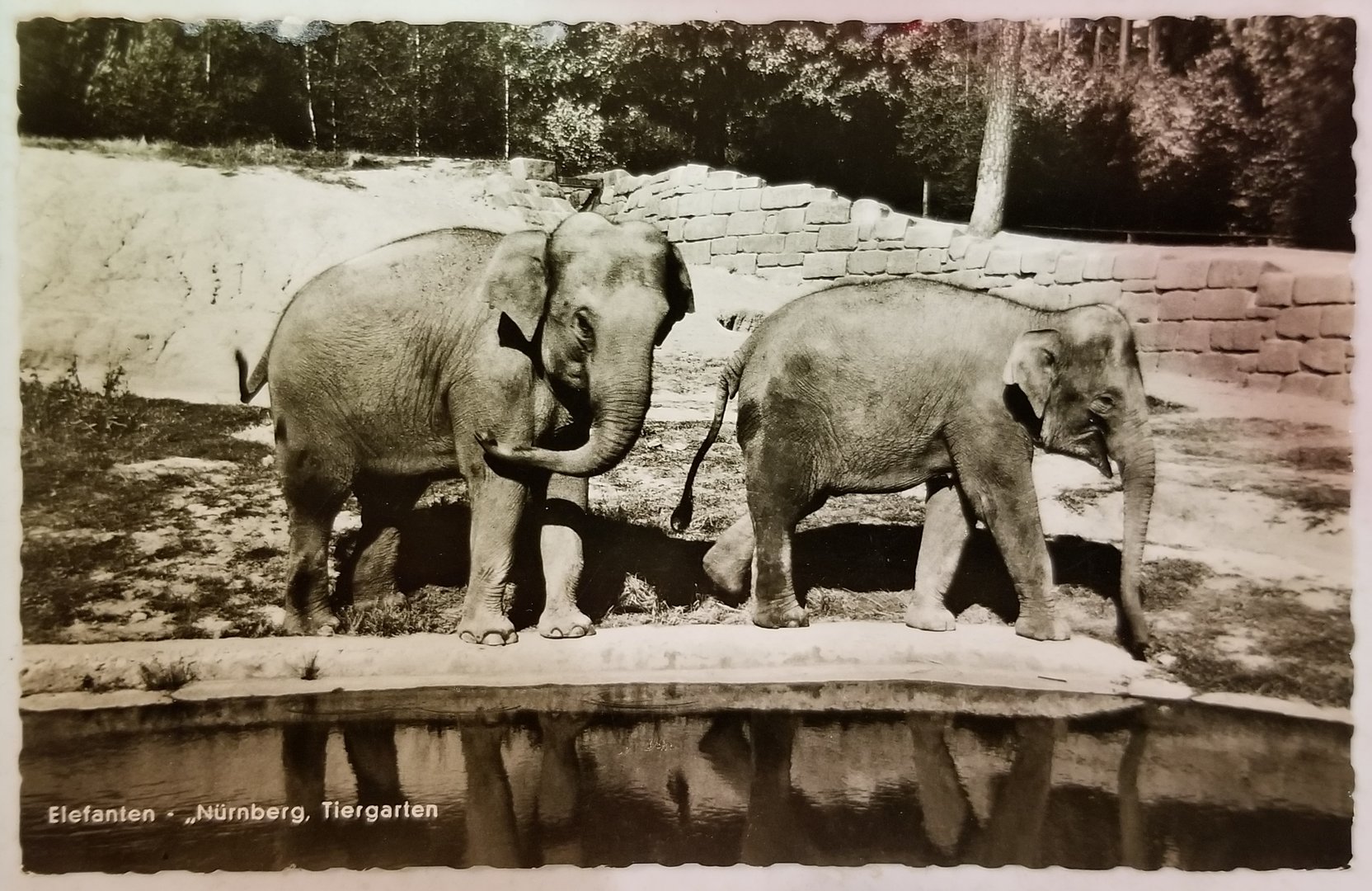 Asian elephants