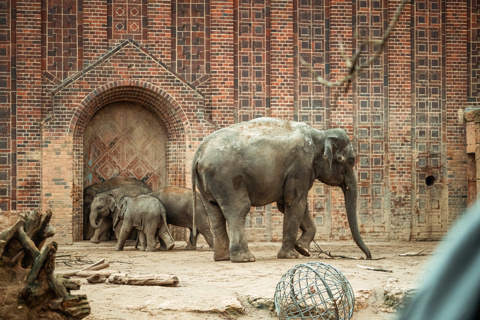 Asian elephants