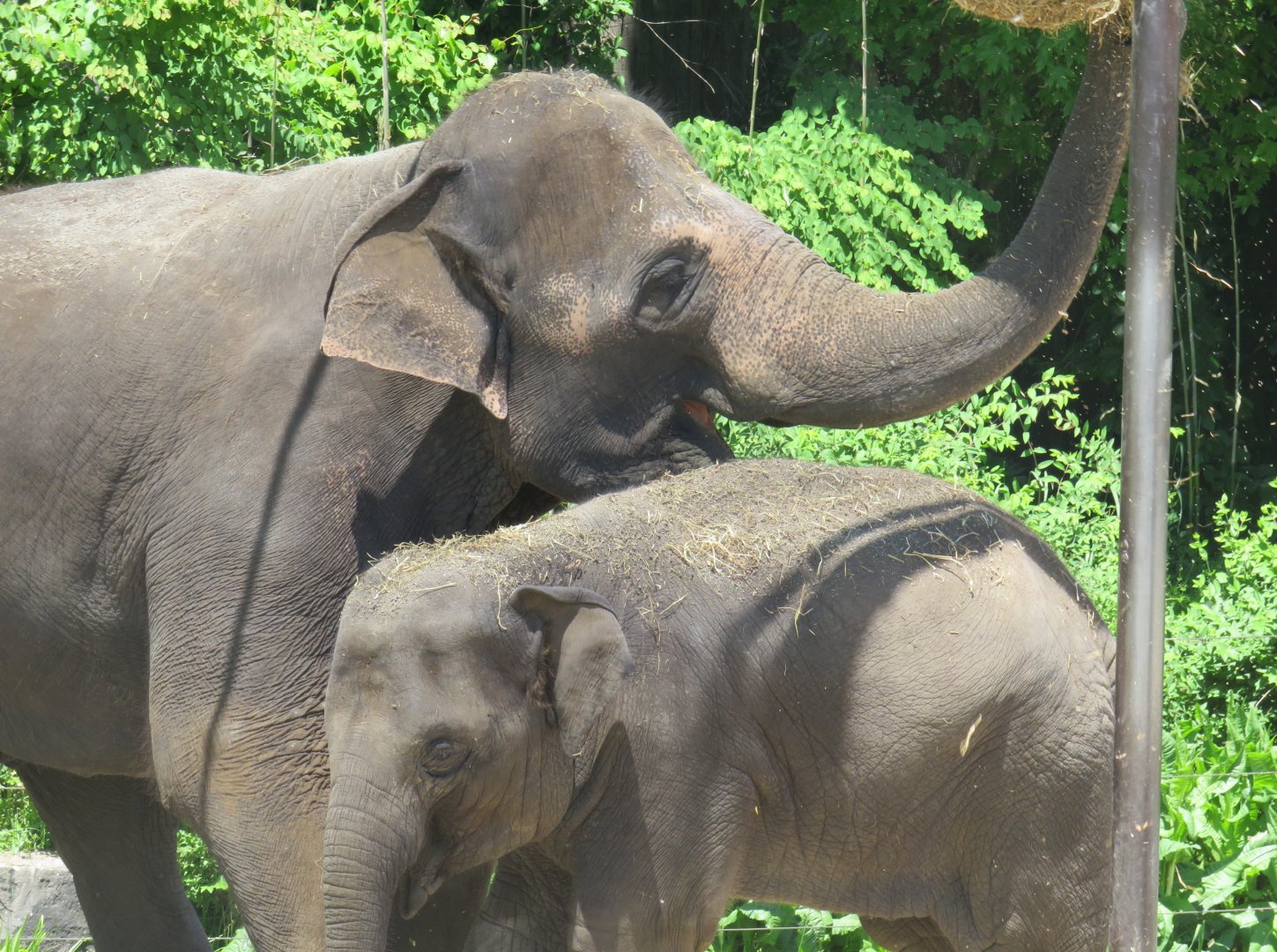 Asian elephants