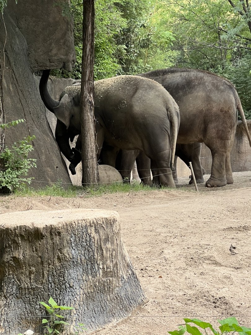 Asian Elephants