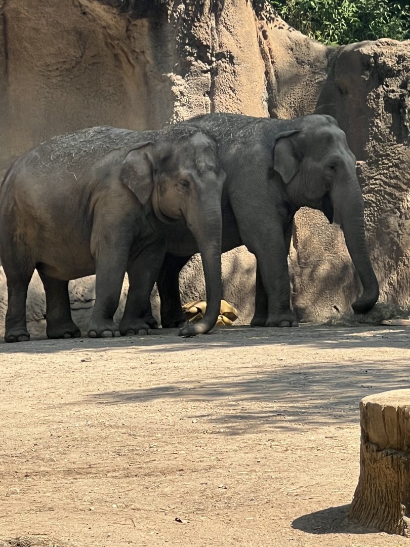 Asian Elephants