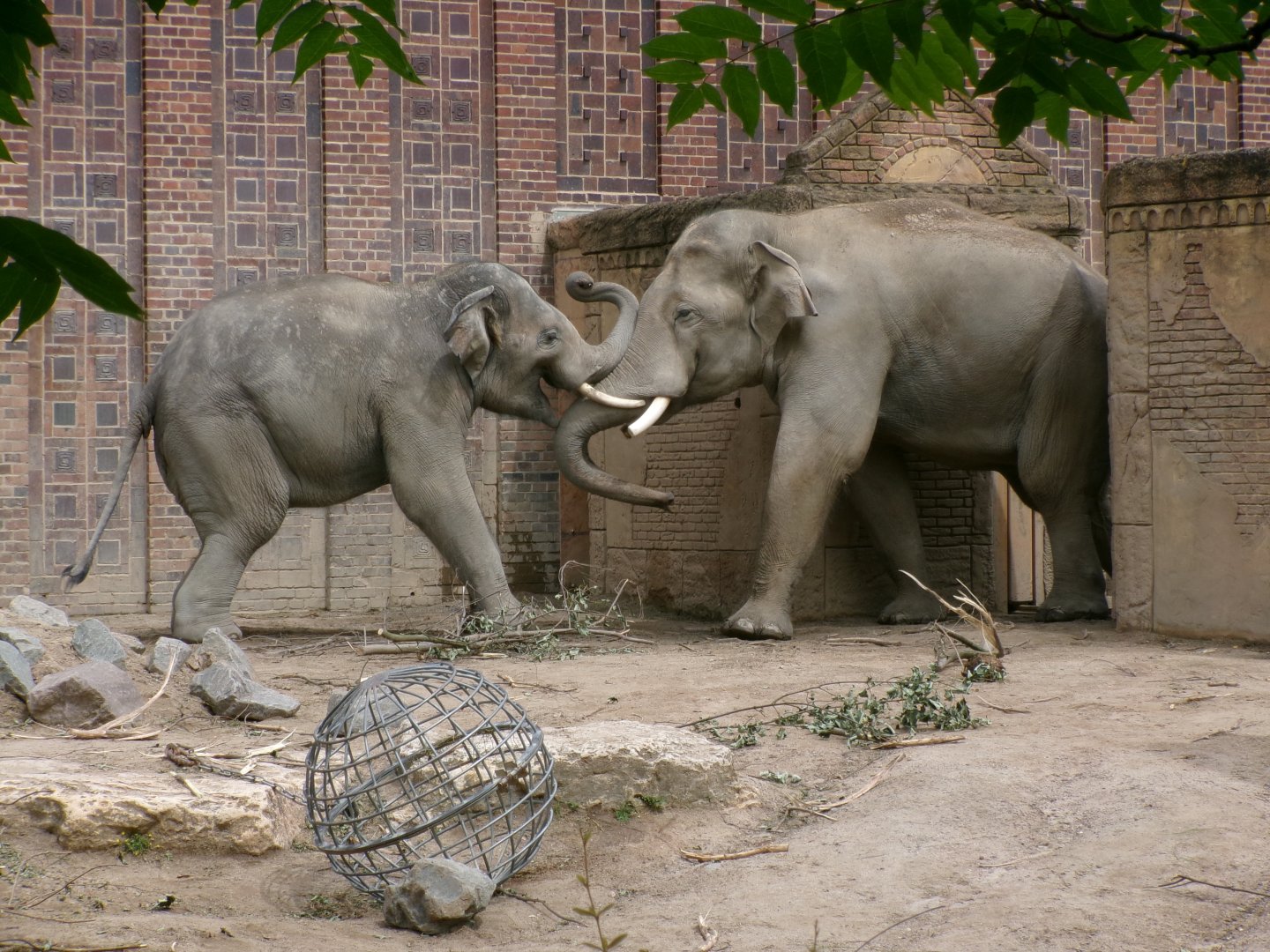 Asian elephants