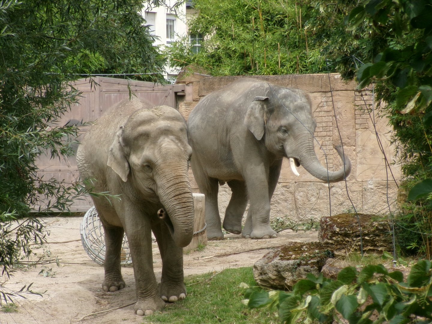 Asian elephants