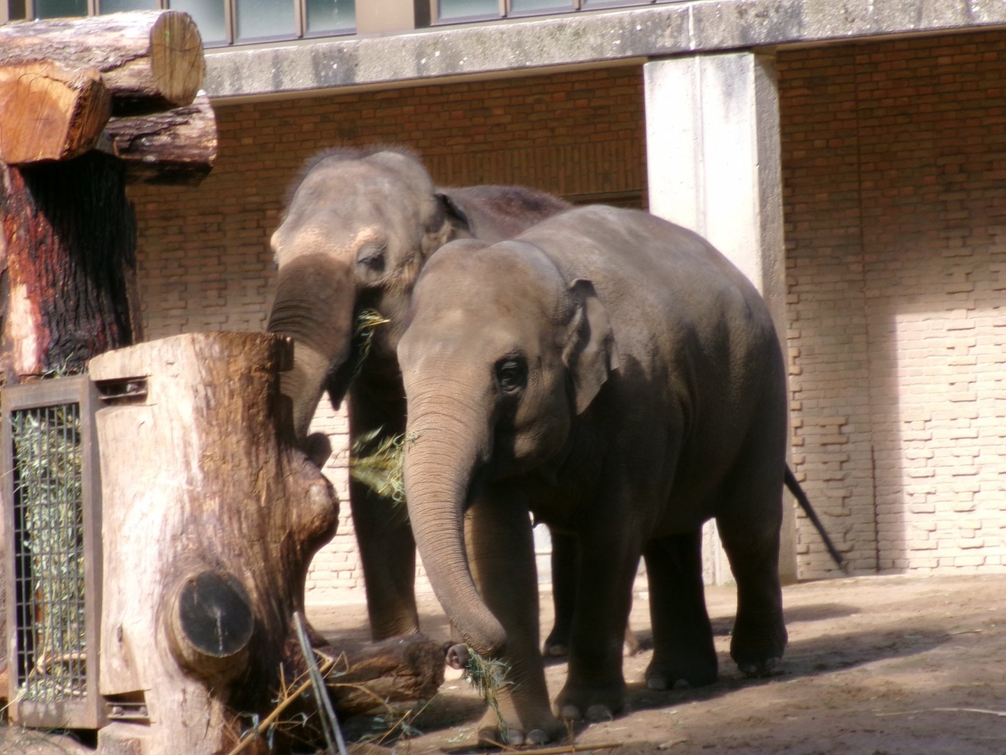 Asian elephants