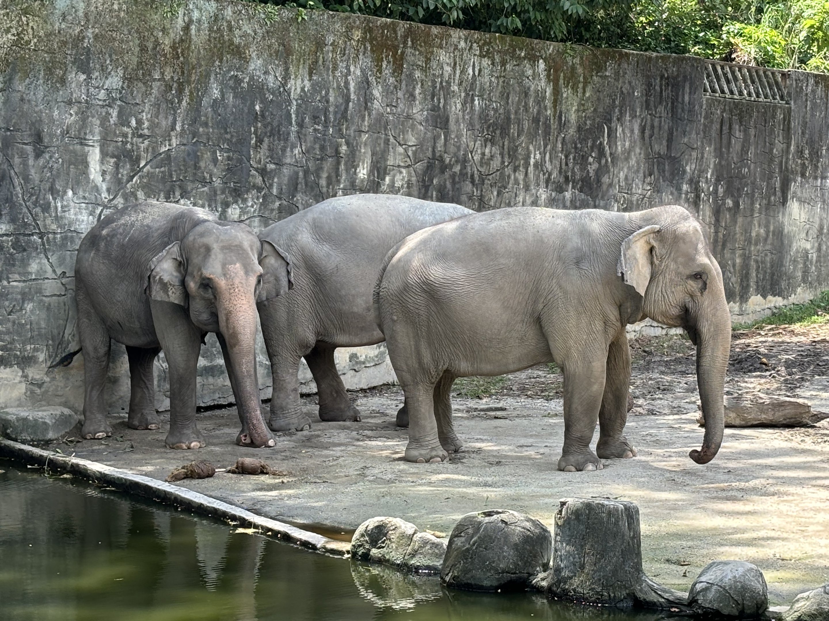 Asian Elephants
