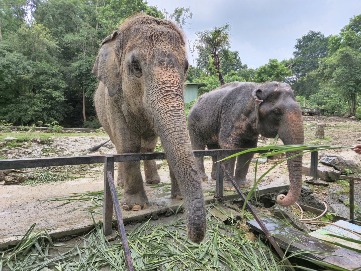 Asian Elephants