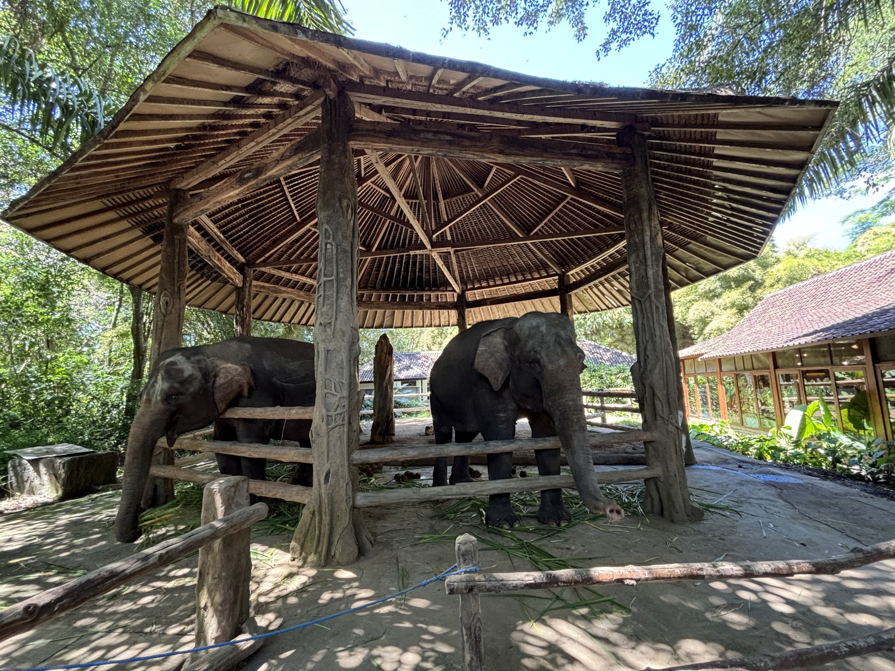Asian Elephants