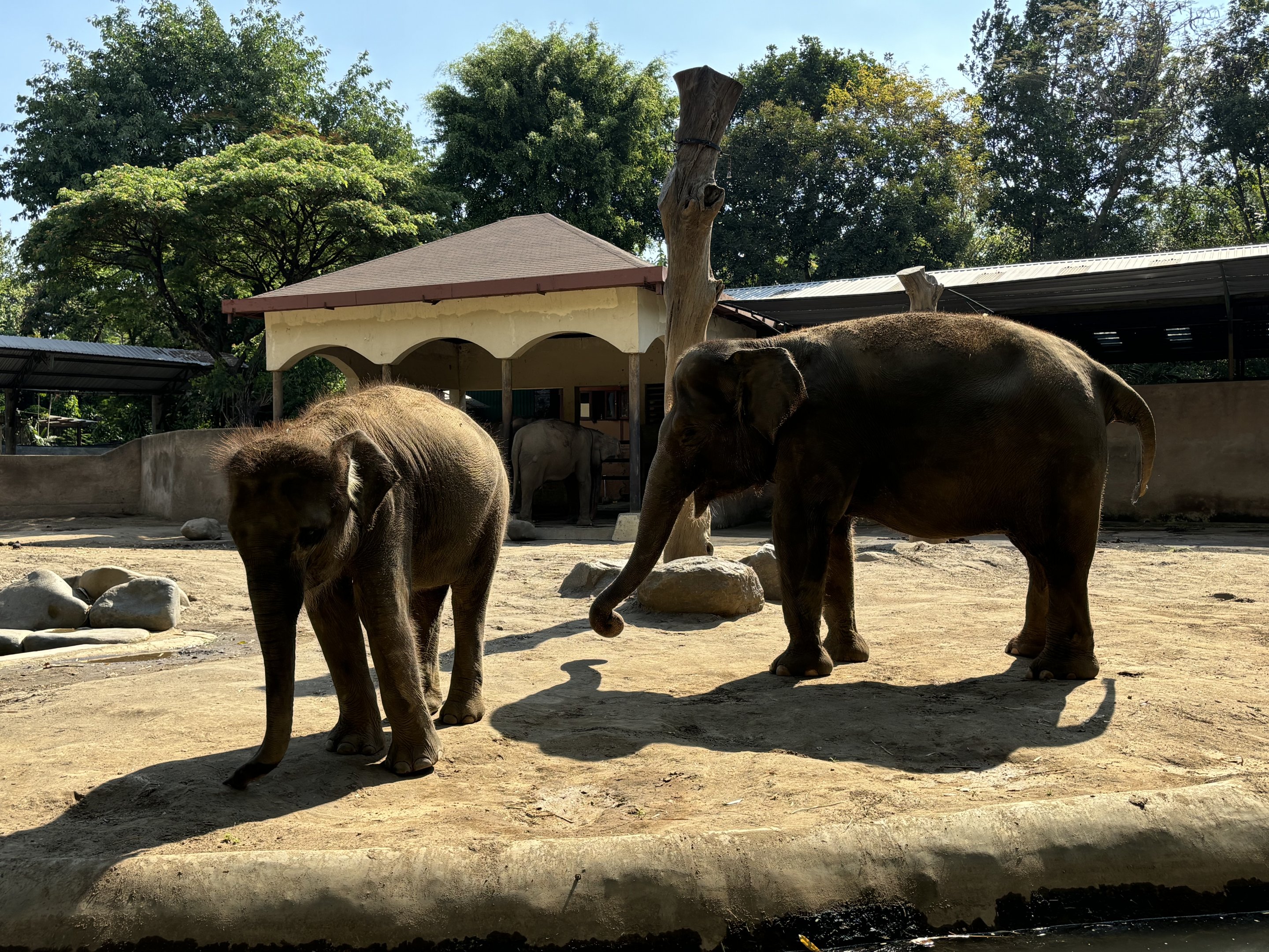 Asian Elephants