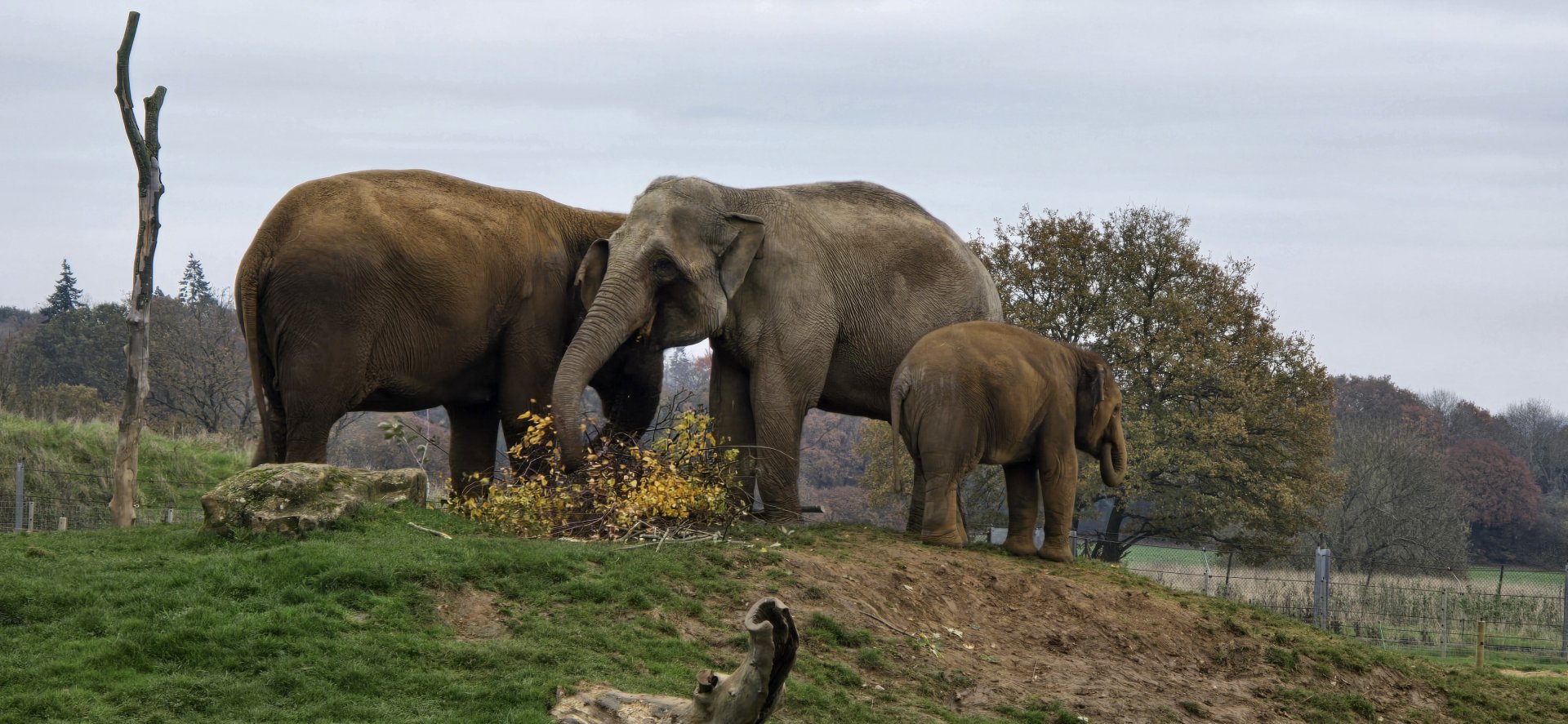 Asian elephants